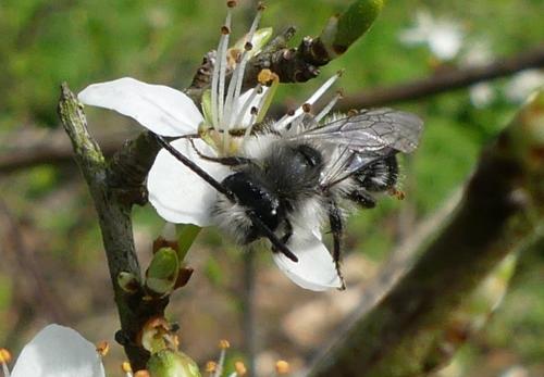 Andrena cineraria